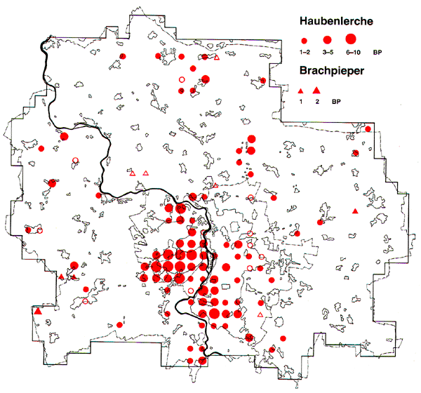 Verbreitung der Haubenlerche in Halle und Umgebung 1983-1986 Verbreitung der Haubenlerche in Halle und Saalkreis 1983-1986